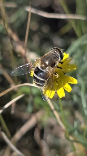 Eurasian Drone Fly