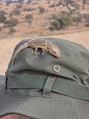Moorish Gecko