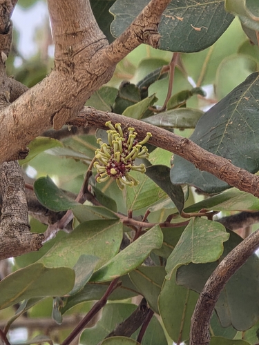 carob tree