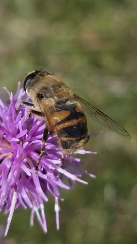 Common Drone Fly
