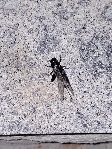Southern Field Cricket