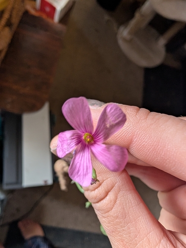 pink-sorrel