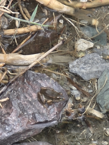 Sahara Frog