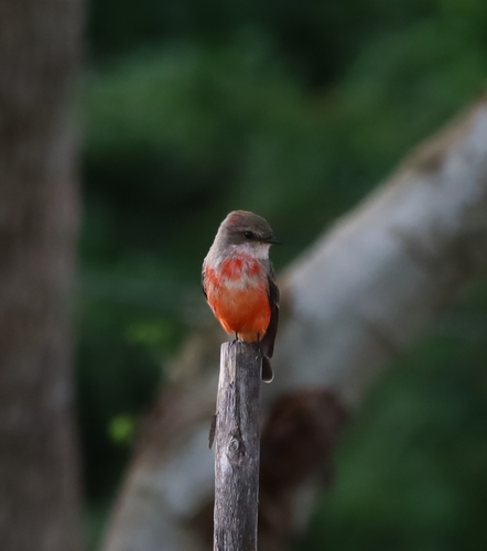 Vermilion Flycatcher (Pyrocephalus rubinus)