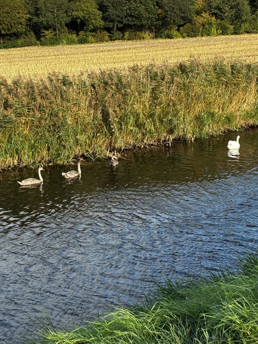Mute Swan