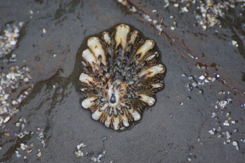 Rough Limpet