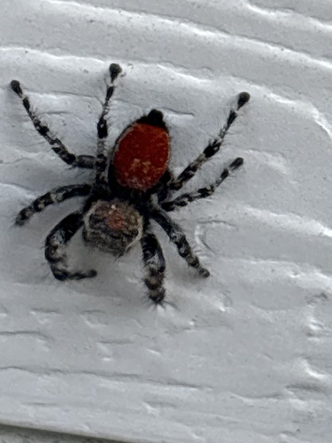 Phidippus adumbratus