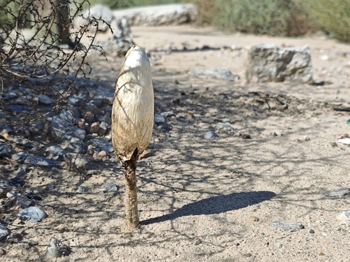 Desert Shaggymane