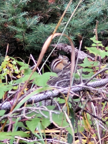 Least Chipmunk