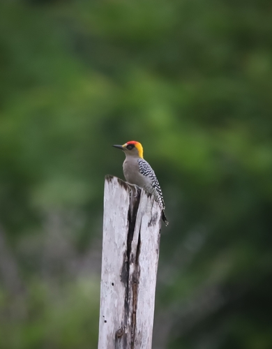 Golden-cheeked Woodpecker (Melanerpes chrysogenys)