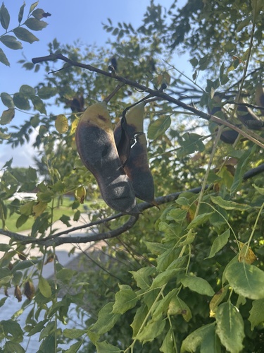 Kentucky coffeetree