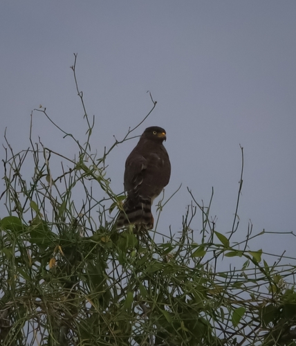 Roadside Hawk (Rupornis magnirostris)
