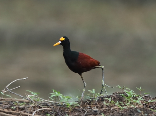 Northern Jacana (Jacana spinosa)