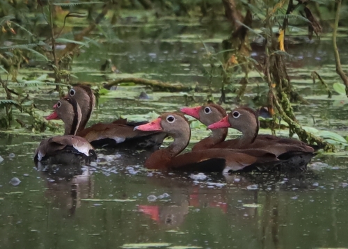 Black-bellied Whistling-Duck (Dendrocygna autumnalis)