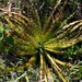 Hechtia glomerata - Photo 由 Lia Blumen 所上傳的 (c) Lia Blumen，保留所有權利