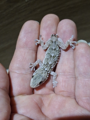 Moorish Gecko
