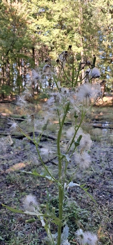 American burnweed