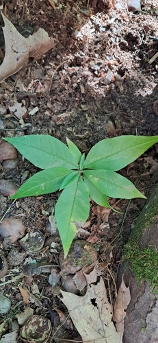 northern starflower