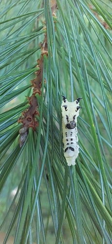 White Pine Sawfly