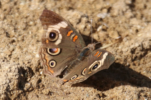 iNaturalist observation photo of Gray Buckeye