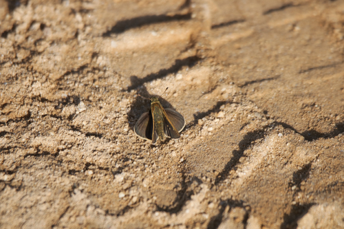 iNaturalist observation photo of Wandering Skipper