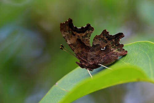 European Comma
