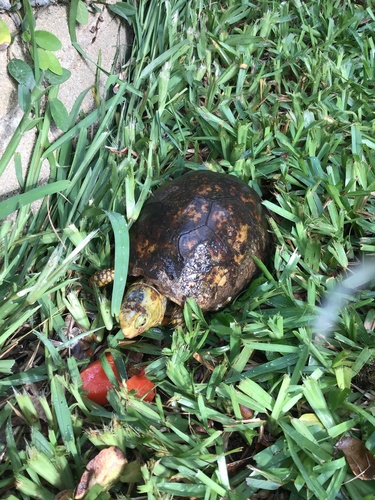 Yucatán Box Turtle