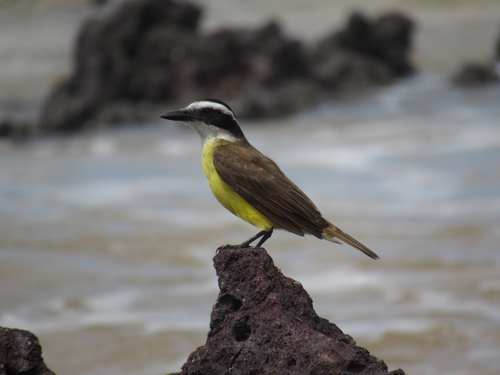 Great Kiskadee