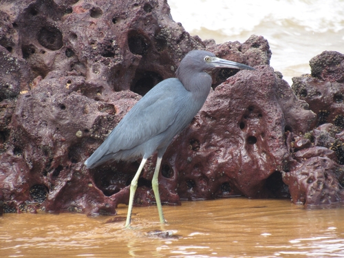 Little Blue Heron