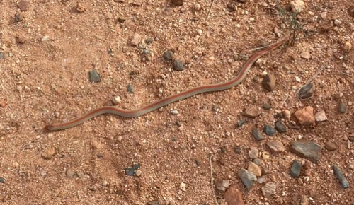 Ground Snake