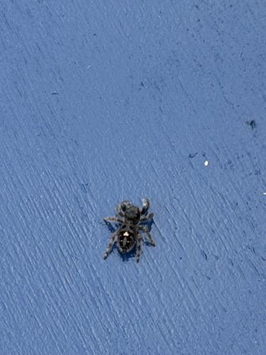 Bold Jumping Spider