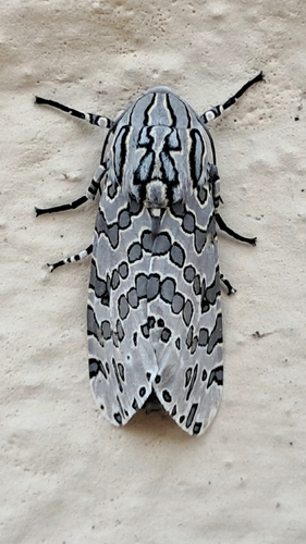 Hypercompe indecisa