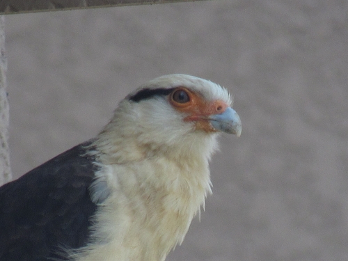 Yellow-headed Caracara