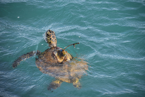 Green Sea Turtle