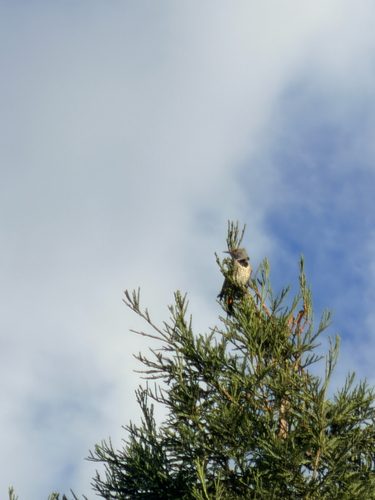 Northern Flicker