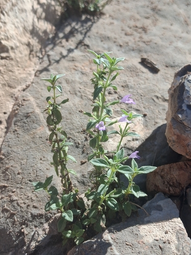 dwarf false pennyroyal