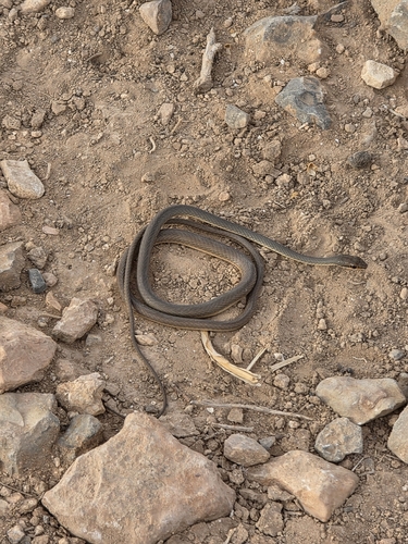 Forskal Sand Snake