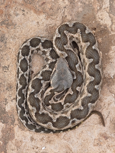 Moorish Viper