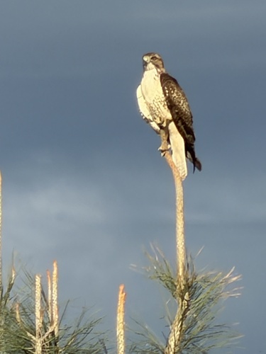 Red-tailed Hawk