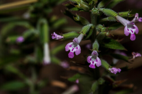 Hedeoma nana