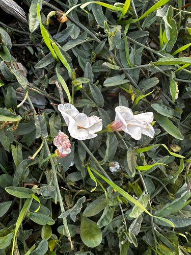 field bindweed
