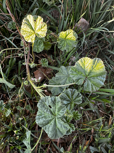 dwarf mallow