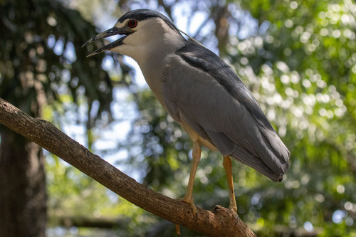 Black-crowned Night Heron