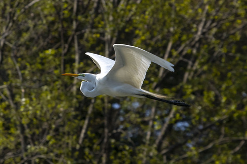 Great Egret