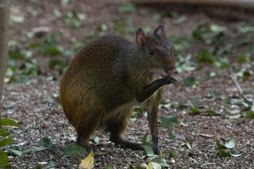 Red-rumped Agouti