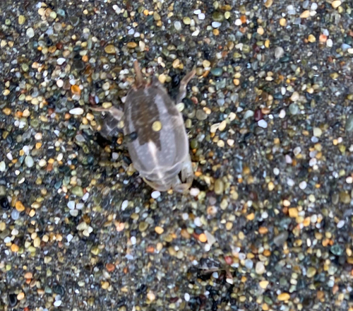 Pacific Sand Crab
