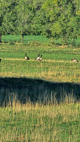 Canada Goose