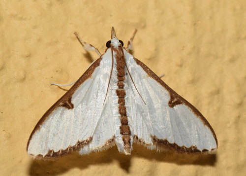 Cirrhochrista arcusalis (Walker, 1859)