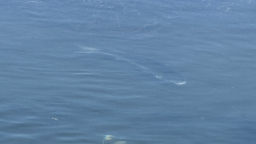 iNaturalist observation photo of Sea Mullet