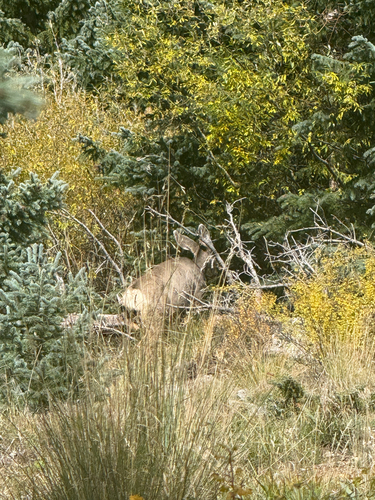 Rocky Mountain Mule Deer